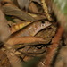 Sphenomorphus sungaicolus - Photo (c) ian_dugdale,  זכויות יוצרים חלקיות (CC BY)