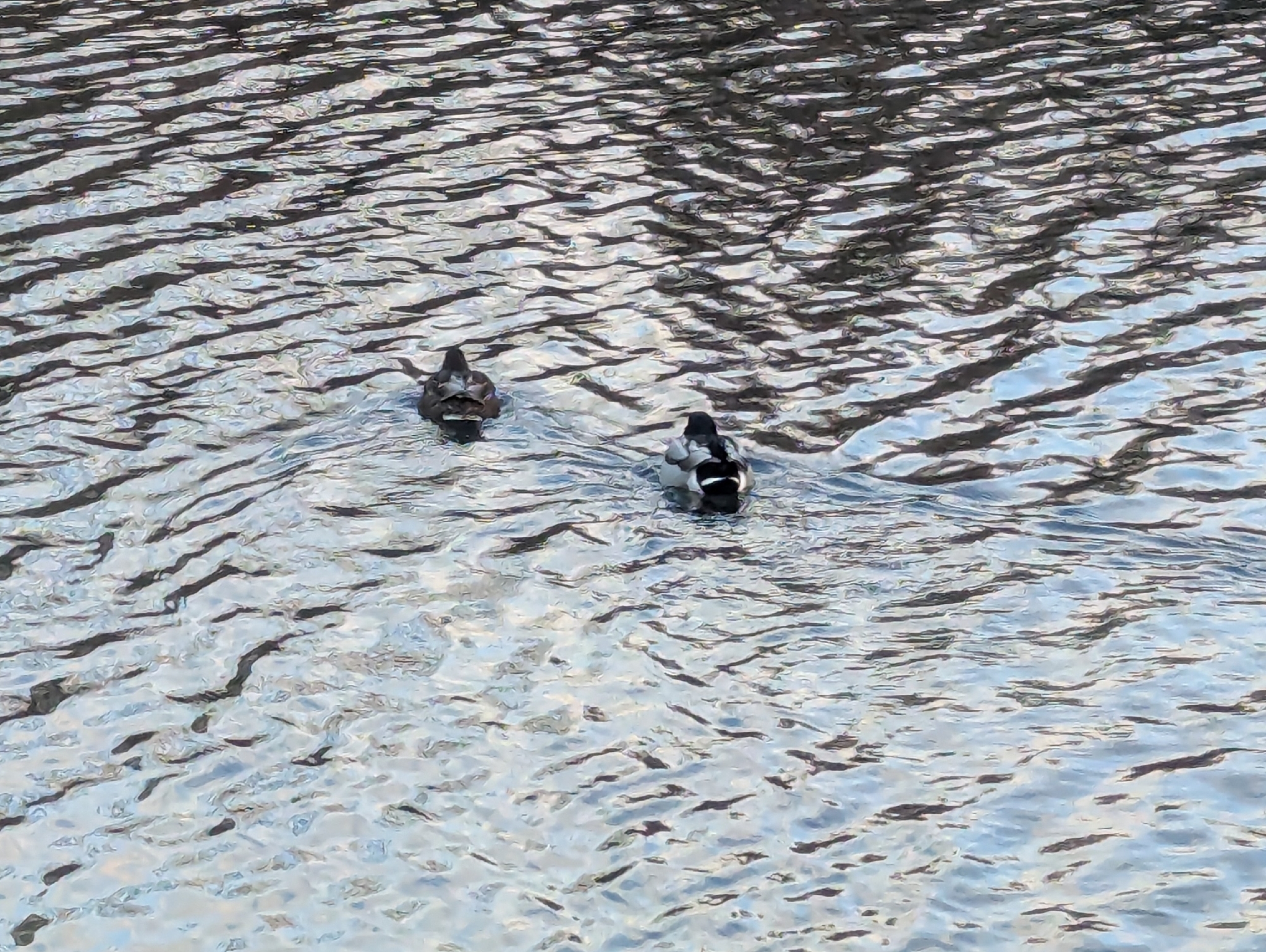 Mallard (Anas platyrhynchos), photo 5