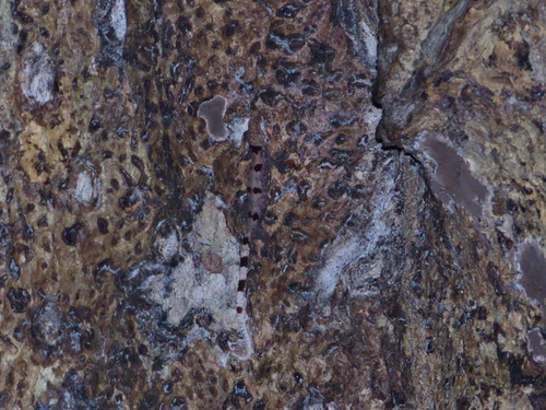 Beautiful Bent-toed Gecko, Cyrtodactylus elok