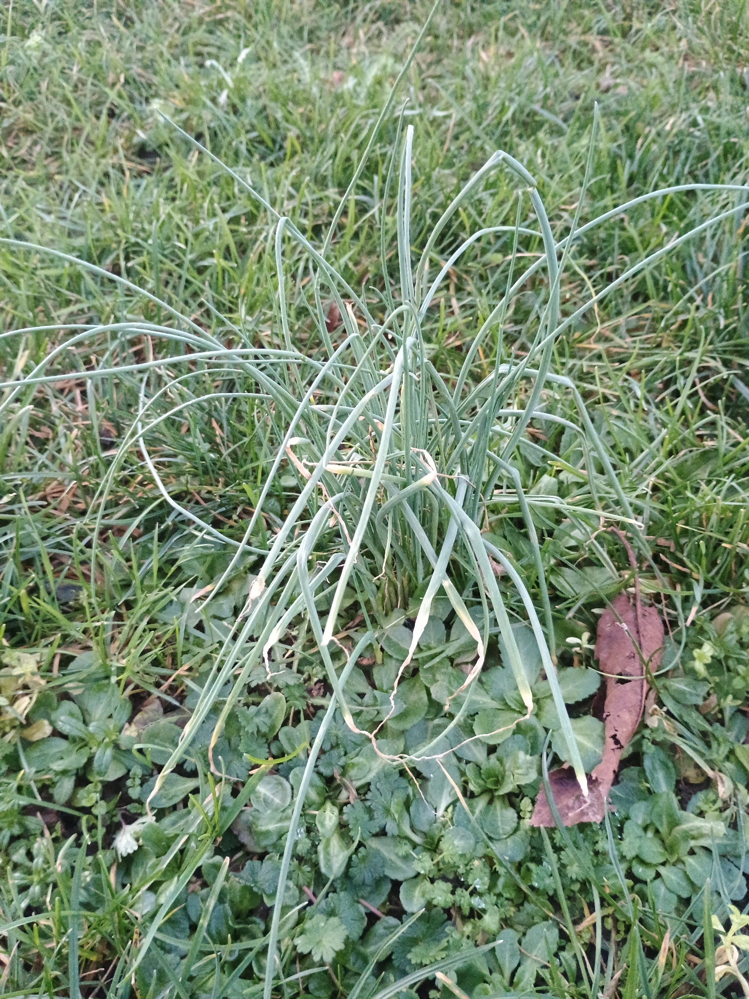 Chives