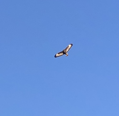 Common Buzzard (Buteo buteo), photo 6