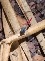 Orthetrum schneideri
