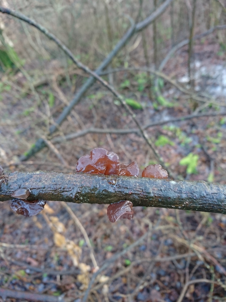 Exidia recisa · January 2026 · photo: © jadekf (iNaturalist, cc0)