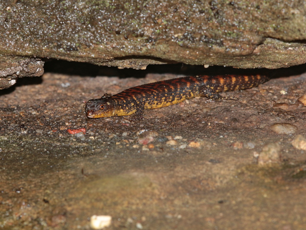Tropidophorus matsuii