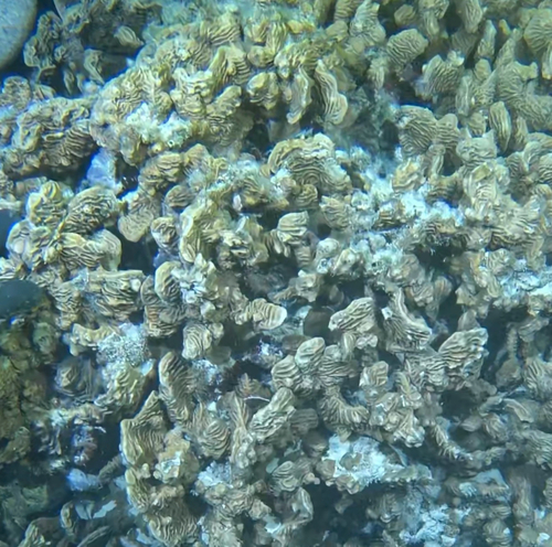 シワリュウモンサンゴ