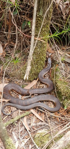 Tiger Snake sighting