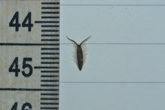 Glossocardia bosvallia