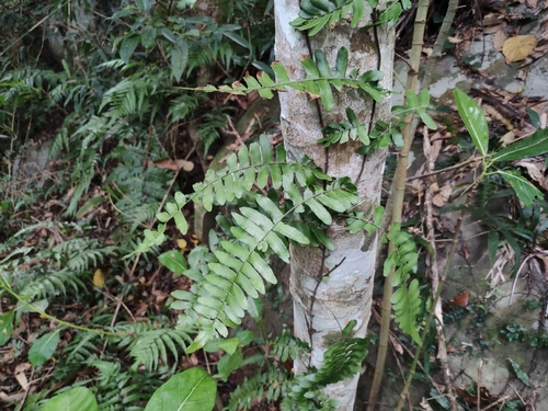 Arthropteris palisotii iNat (1)