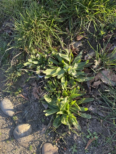 Ribwort plantain