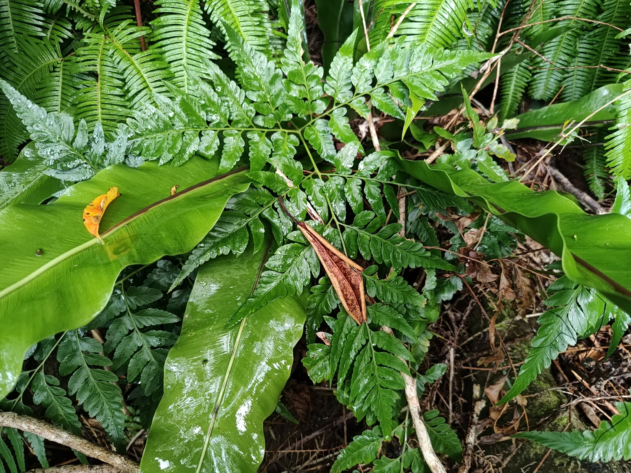 Rabbit's foot fern