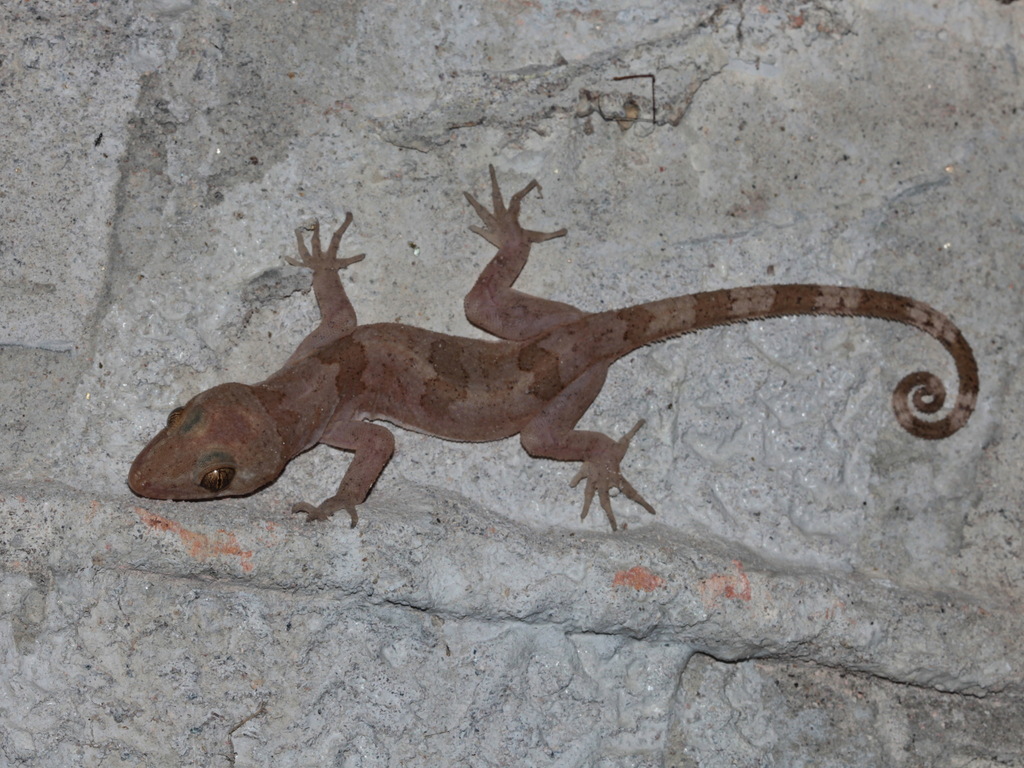 Skin-Toe Forest Gecko