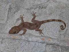 Skin-Toe Forest Gecko photo 1