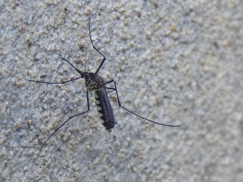Armigeres subalbatus