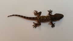 Tarentola mauritanica