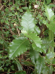 Olearia × macrodonta