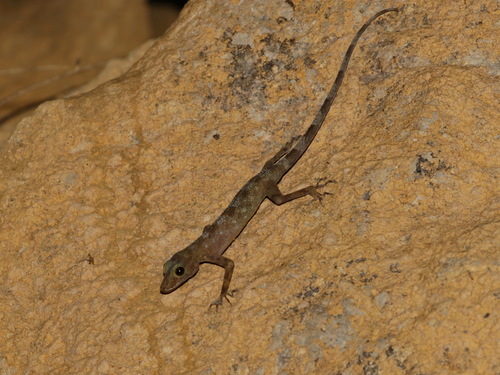Niyomwan’s Rock Gecko, Cnemaspis niyomwanae