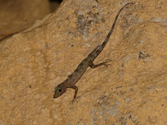 Cnemaspis niyomwanae