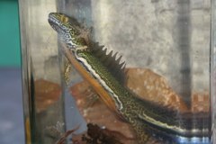 Ommatotriton ophryticus