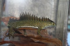 Ommatotriton ophryticus