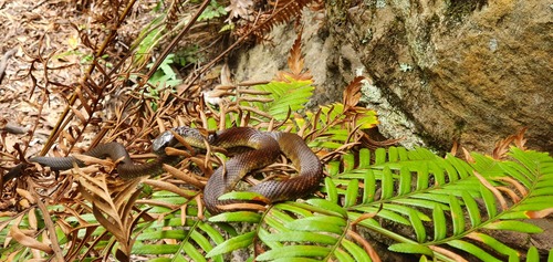 Tiger Snake sighting