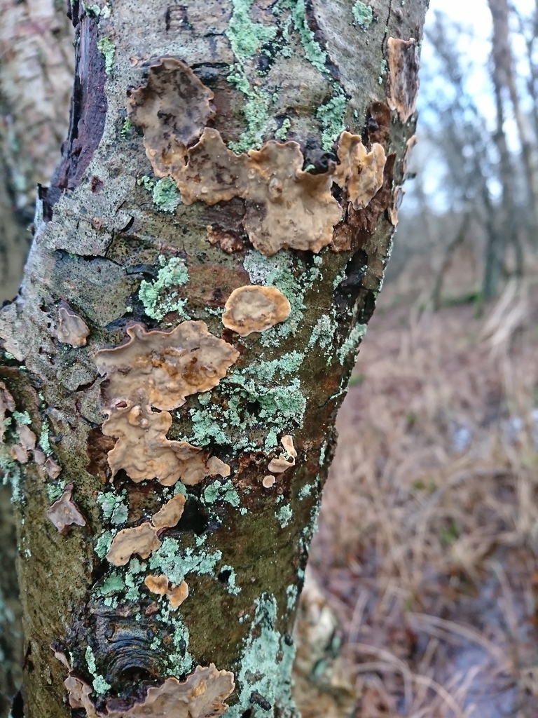 Stereum rugosum