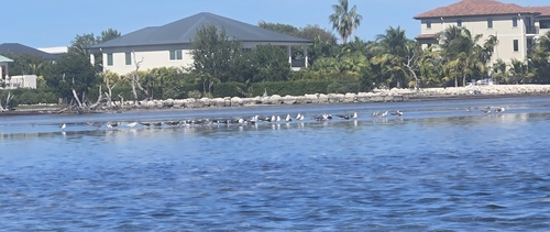 Black Skimmer (Rynchops niger), photo 1