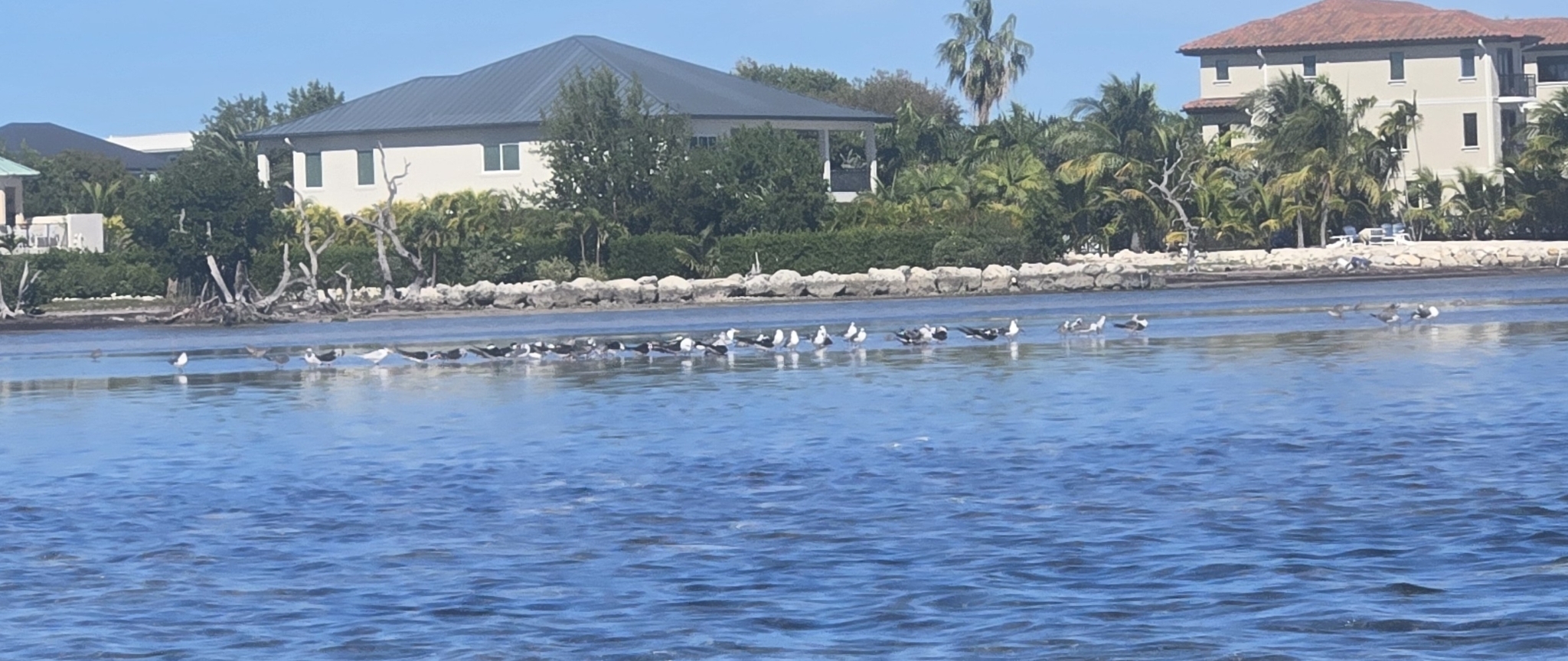 Black Skimmer (Rynchops niger), photo 1
