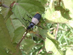 Chauliognathus tripartitus