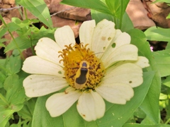 Chauliognathus distinguendus