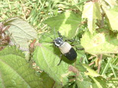 Chauliognathus tripartitus