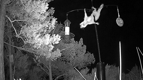 Common Raccoon photographed in Florida