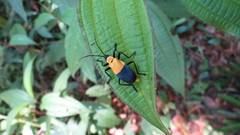 Chauliognathus dimidiatus