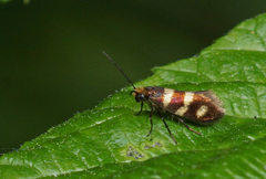 Micropterix aureatella