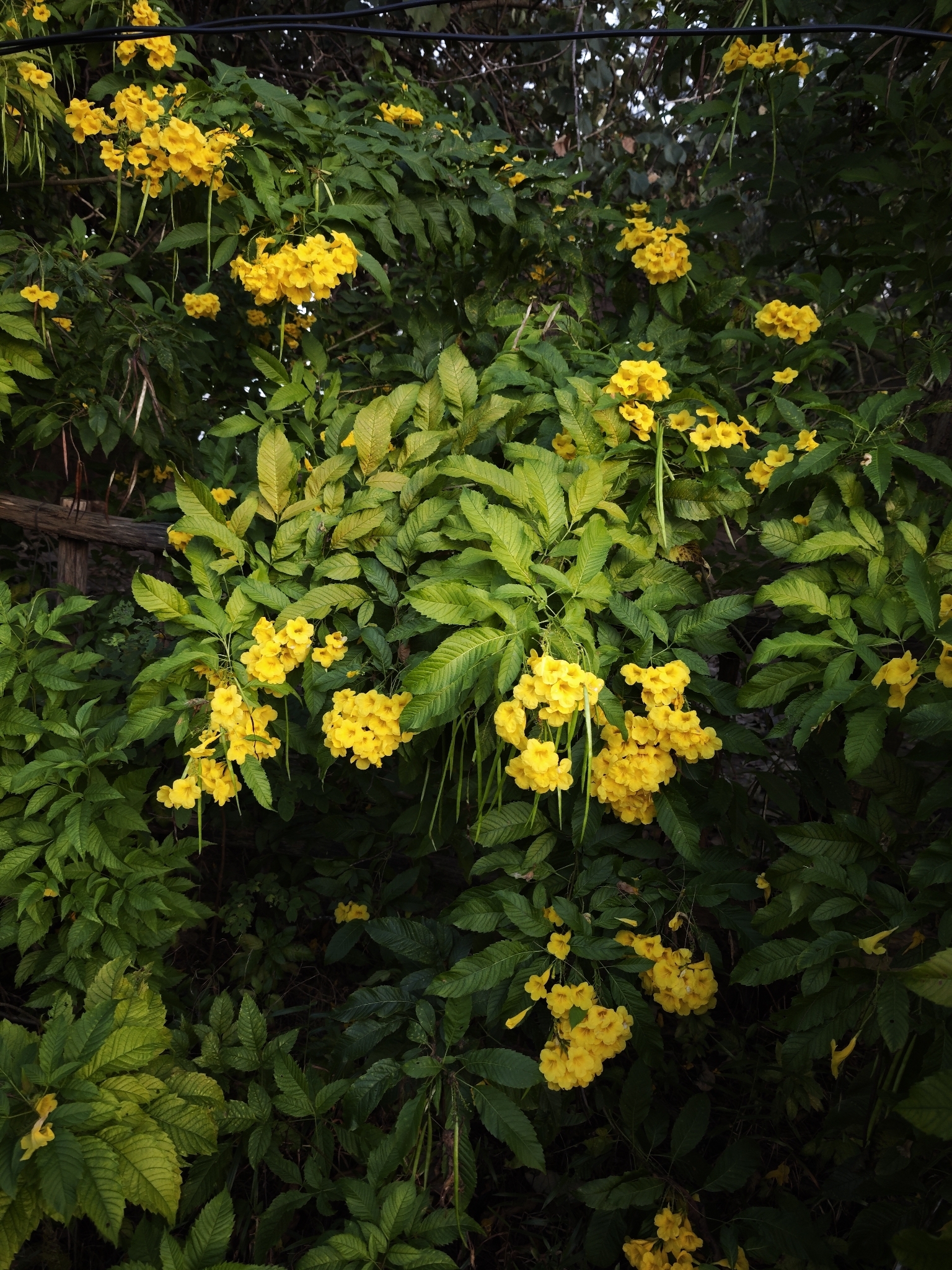 Tecoma stans — ảnh 2