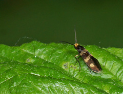 Micropterix aureatella