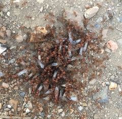 Solenopsis geminata