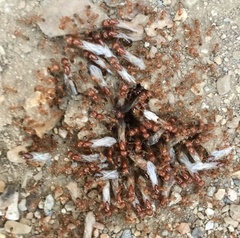 Solenopsis geminata