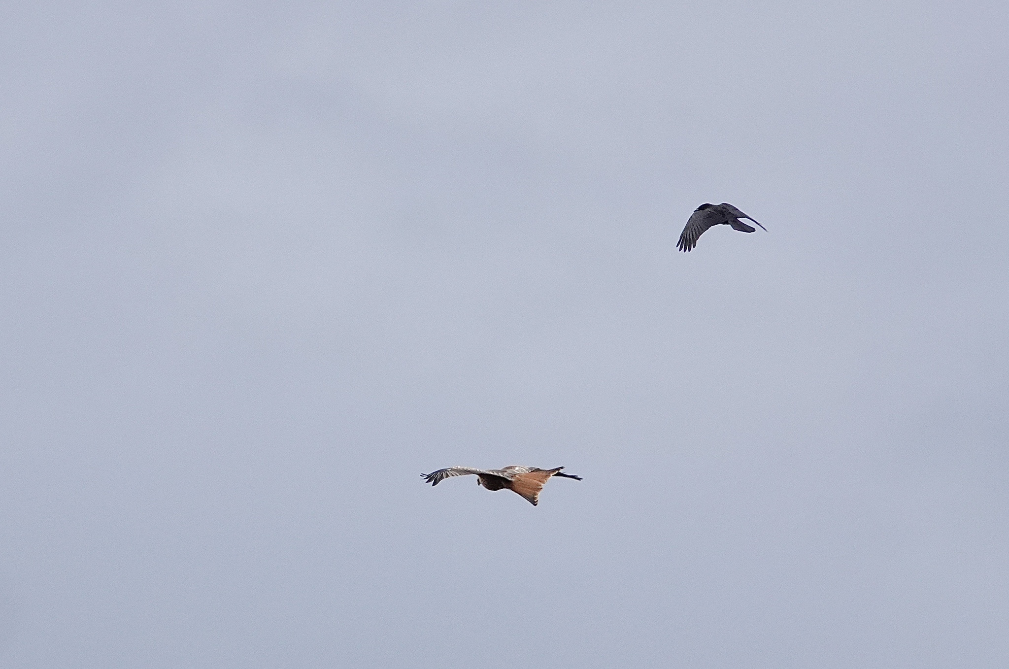 Milvus milvus (Linnaeus, 1758)