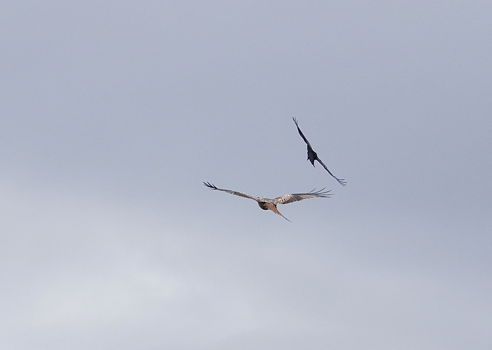 Milvus milvus (Linnaeus, 1758)