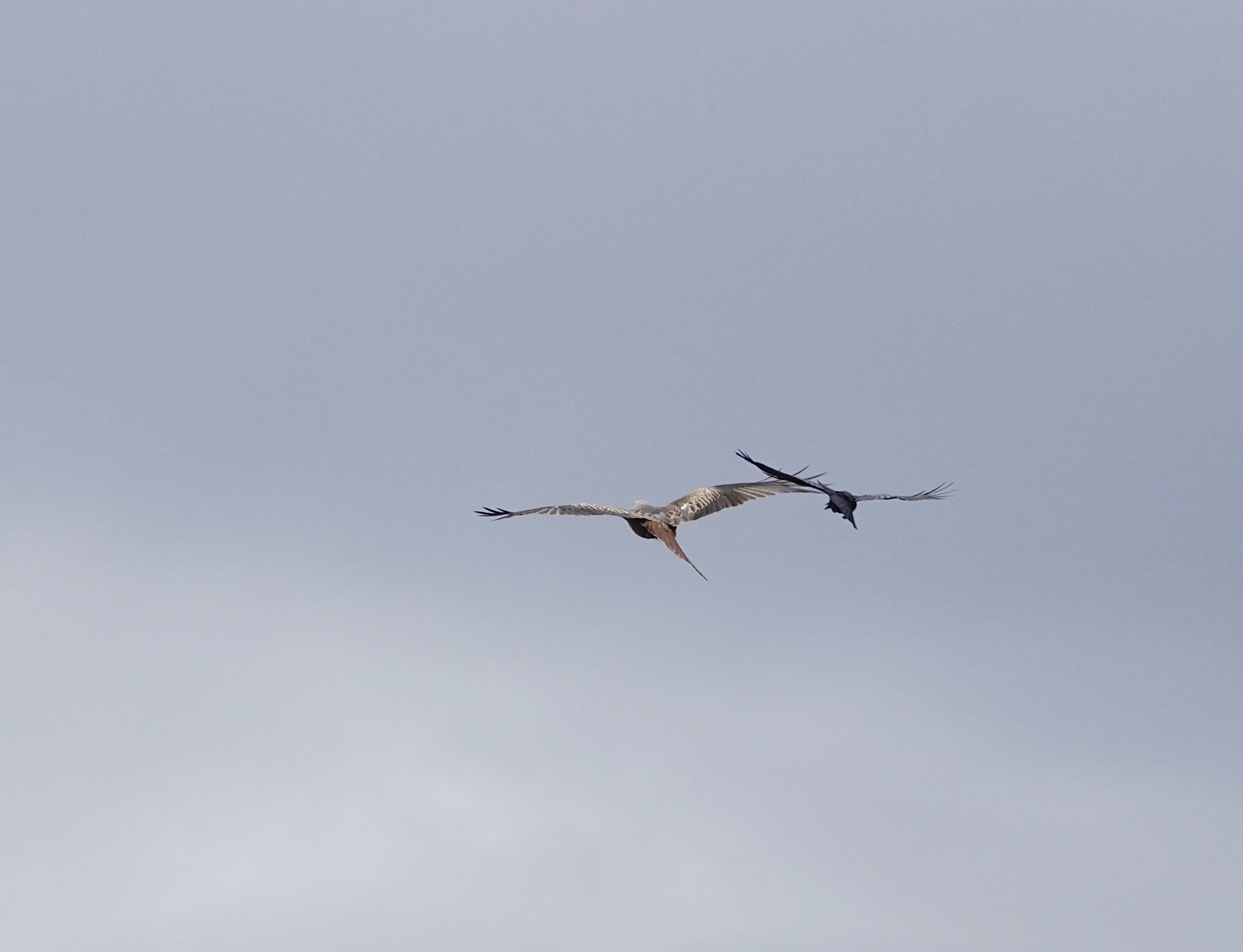 Milvus milvus (Linnaeus, 1758)