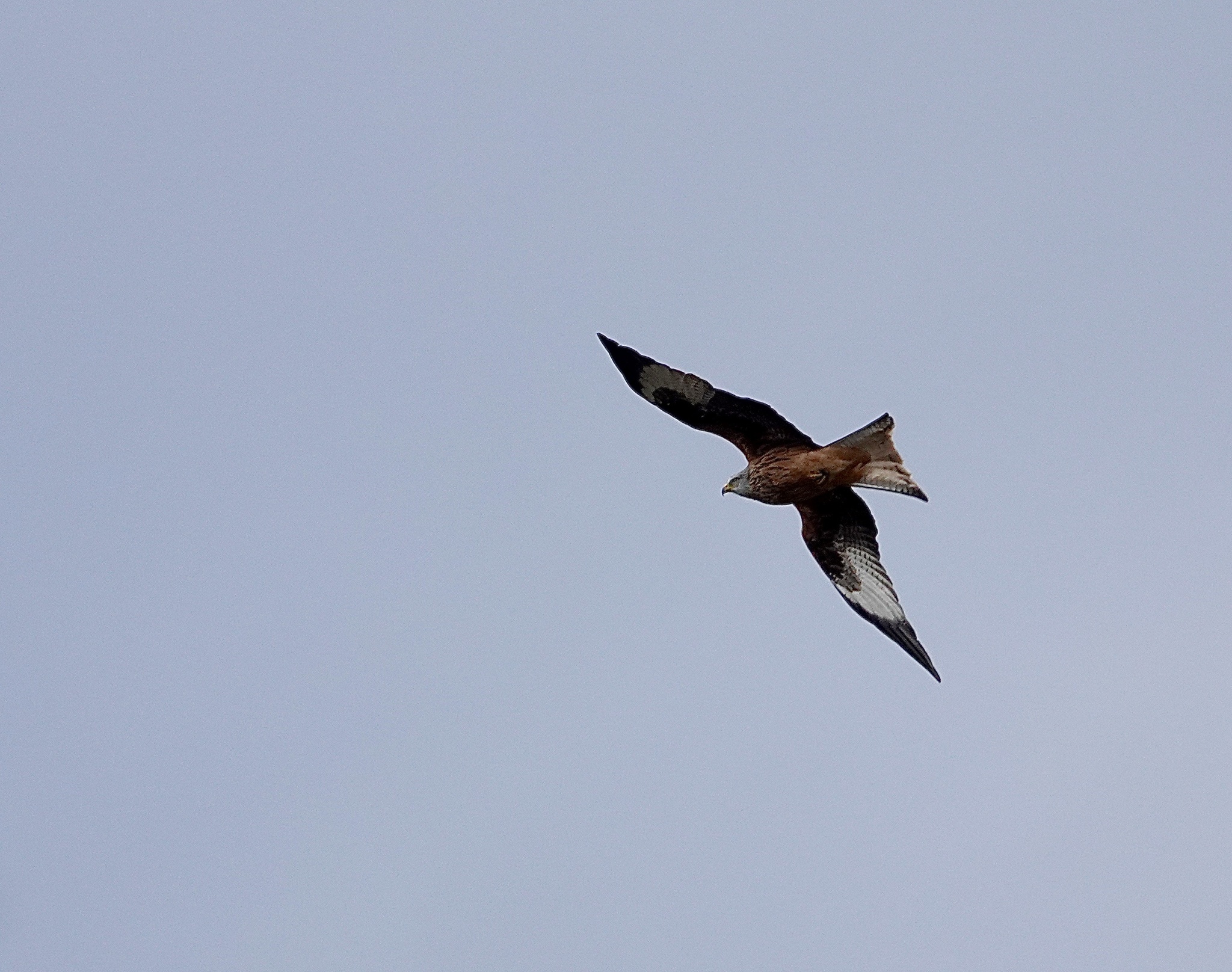 Milvus milvus (Linnaeus, 1758)