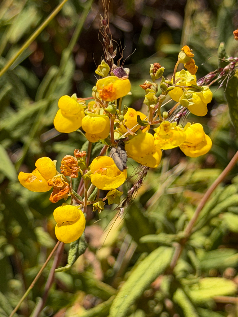 Calceolaria angustifolia