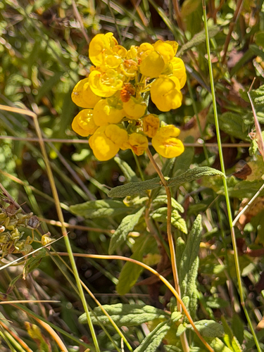 Calceolaria angustifolia (Calceolaria angustifolia)