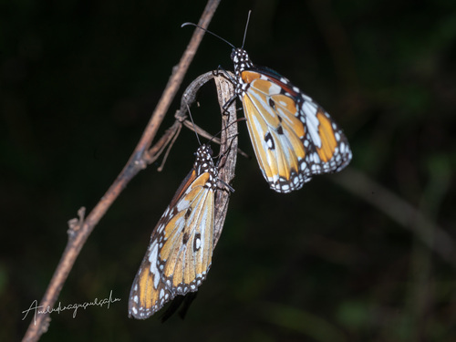 Danaus chrysippus