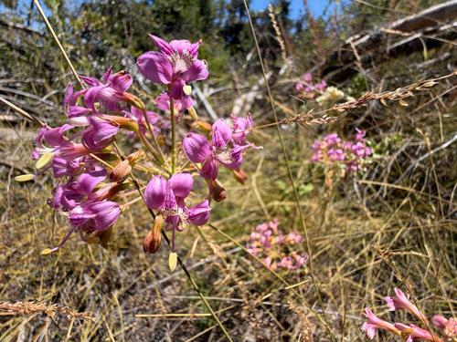 Alstroemeria revoluta, photograph 5