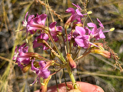 Alstroemeria revoluta, photograph (c) Cody Hinchliff, some rights reserved (CC BY)