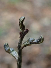 Gastrodia cunninghamii