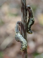 Gastrodia cunninghamii