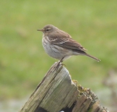 Pipit spioncelle
