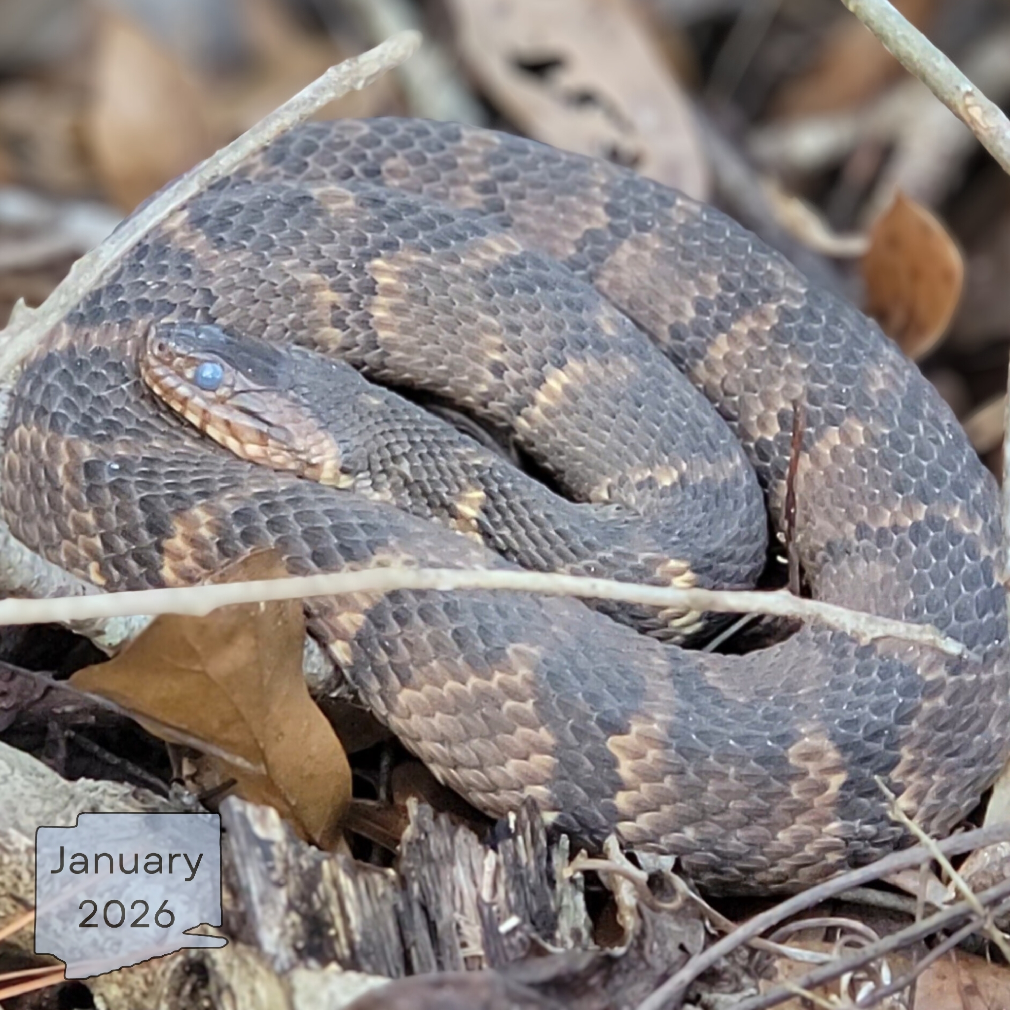 Nerodia fasciata (Linnaeus, 1766)